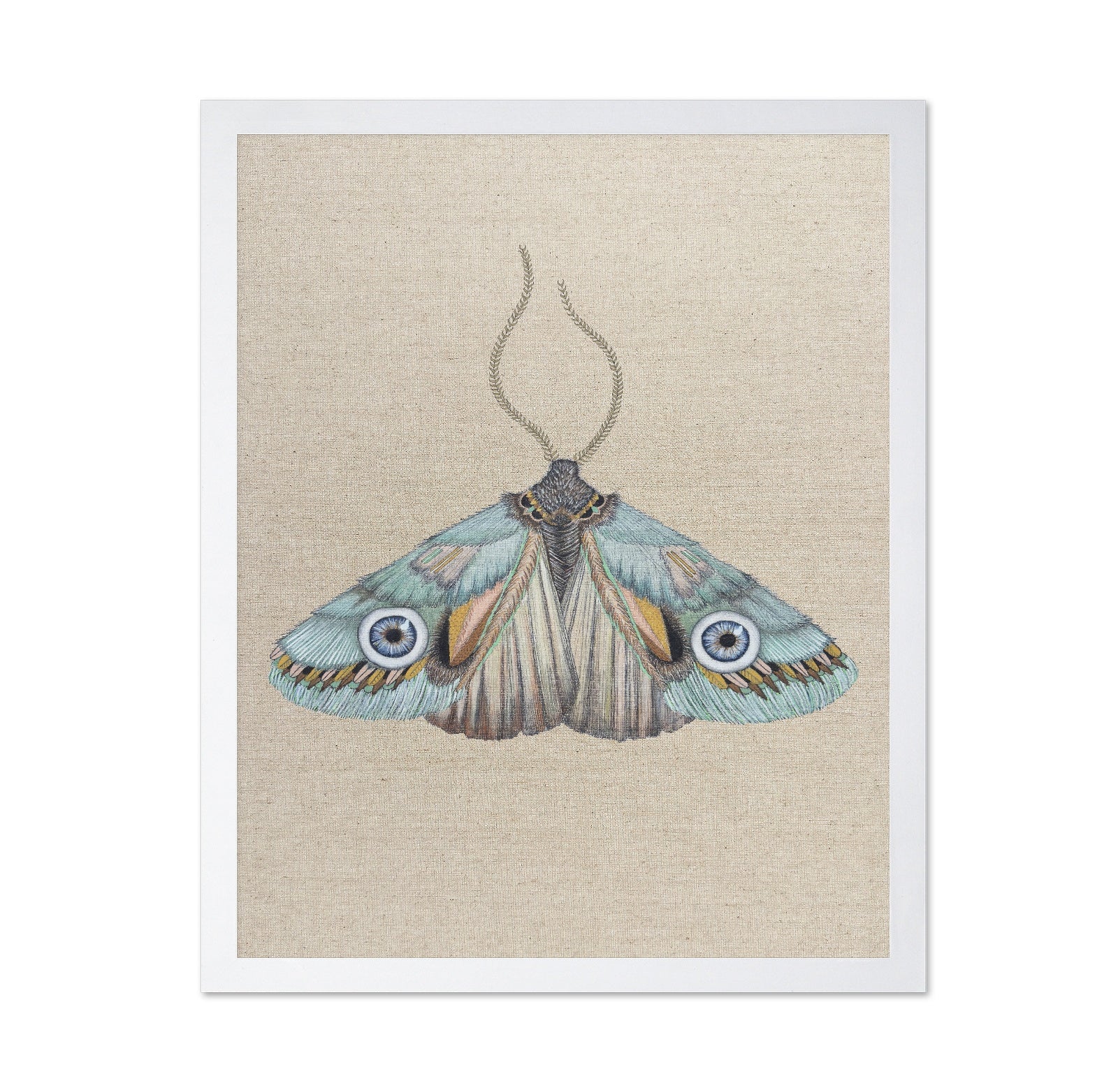 Aqua Eye Moth
