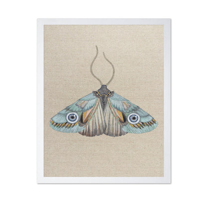 Aqua Eye Moth