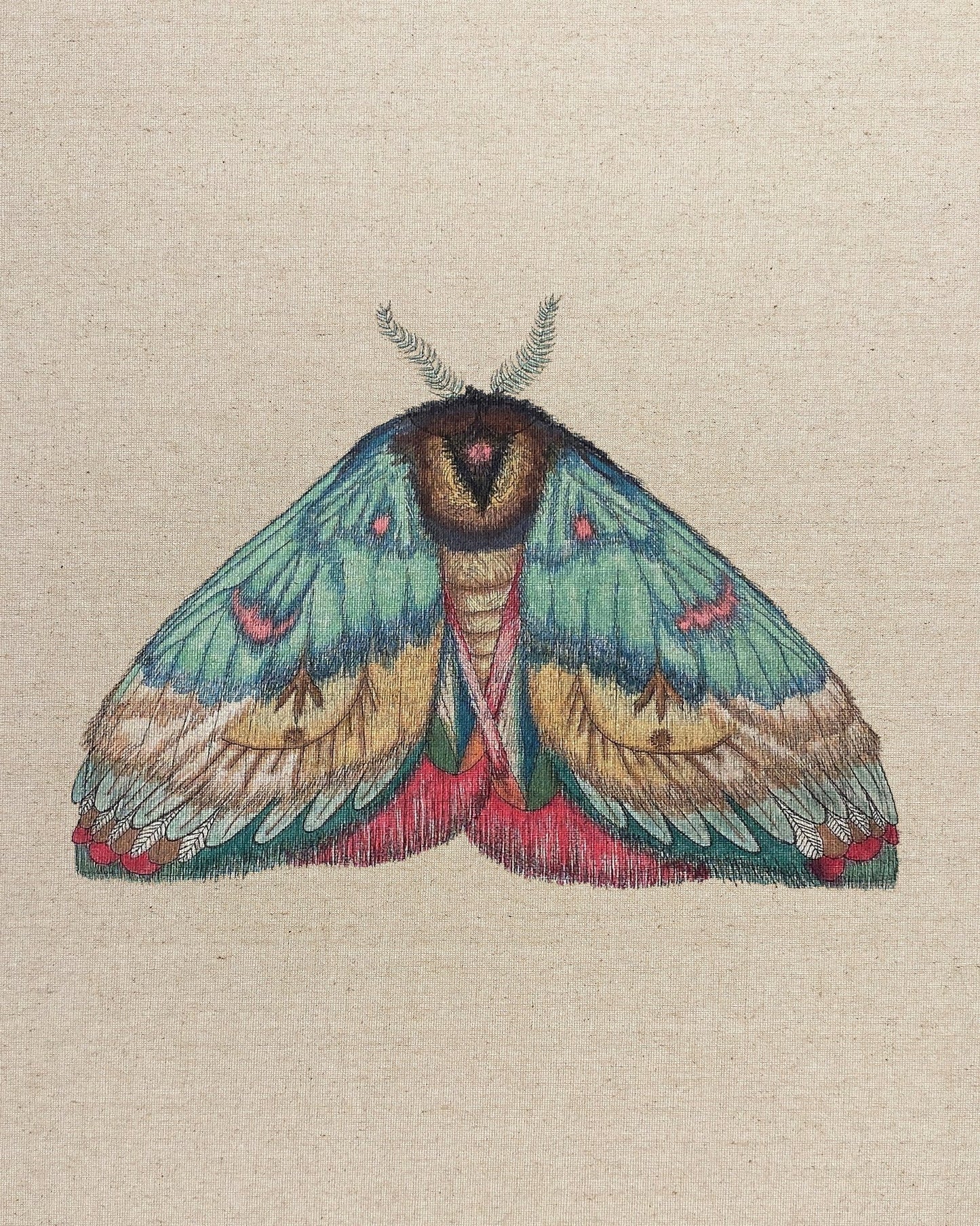 Soft Wing Moth
