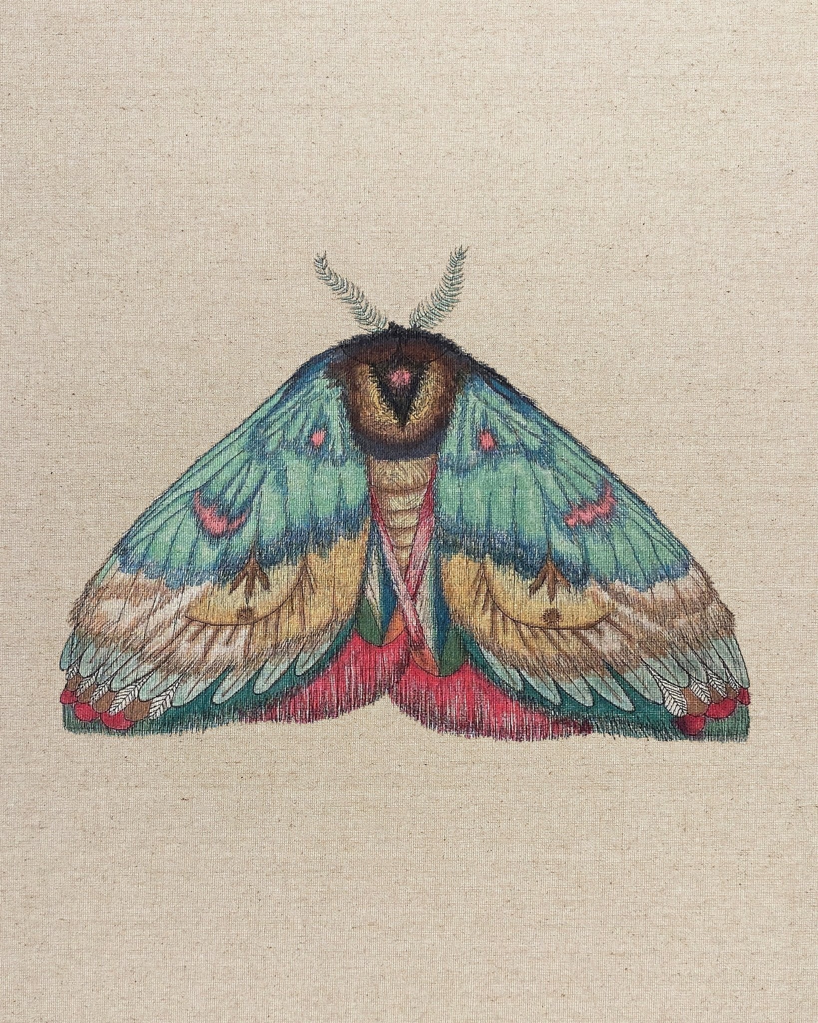 Soft Wing Moth