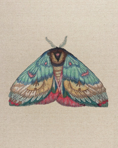 Soft Wing Moth