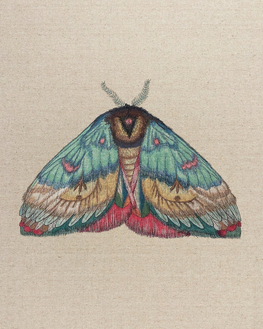 Soft Wing Moth
