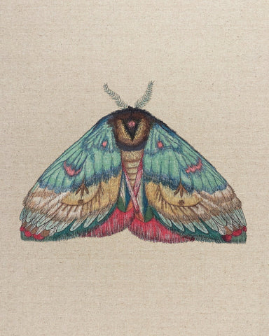 Soft Wing Moth