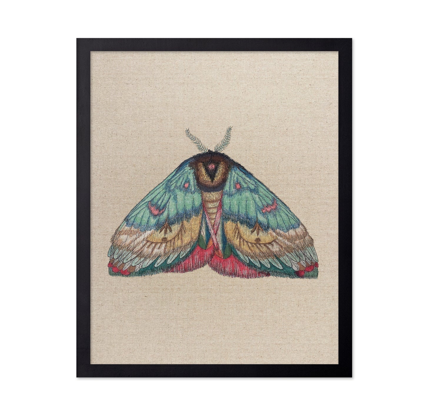 Soft Wing Moth