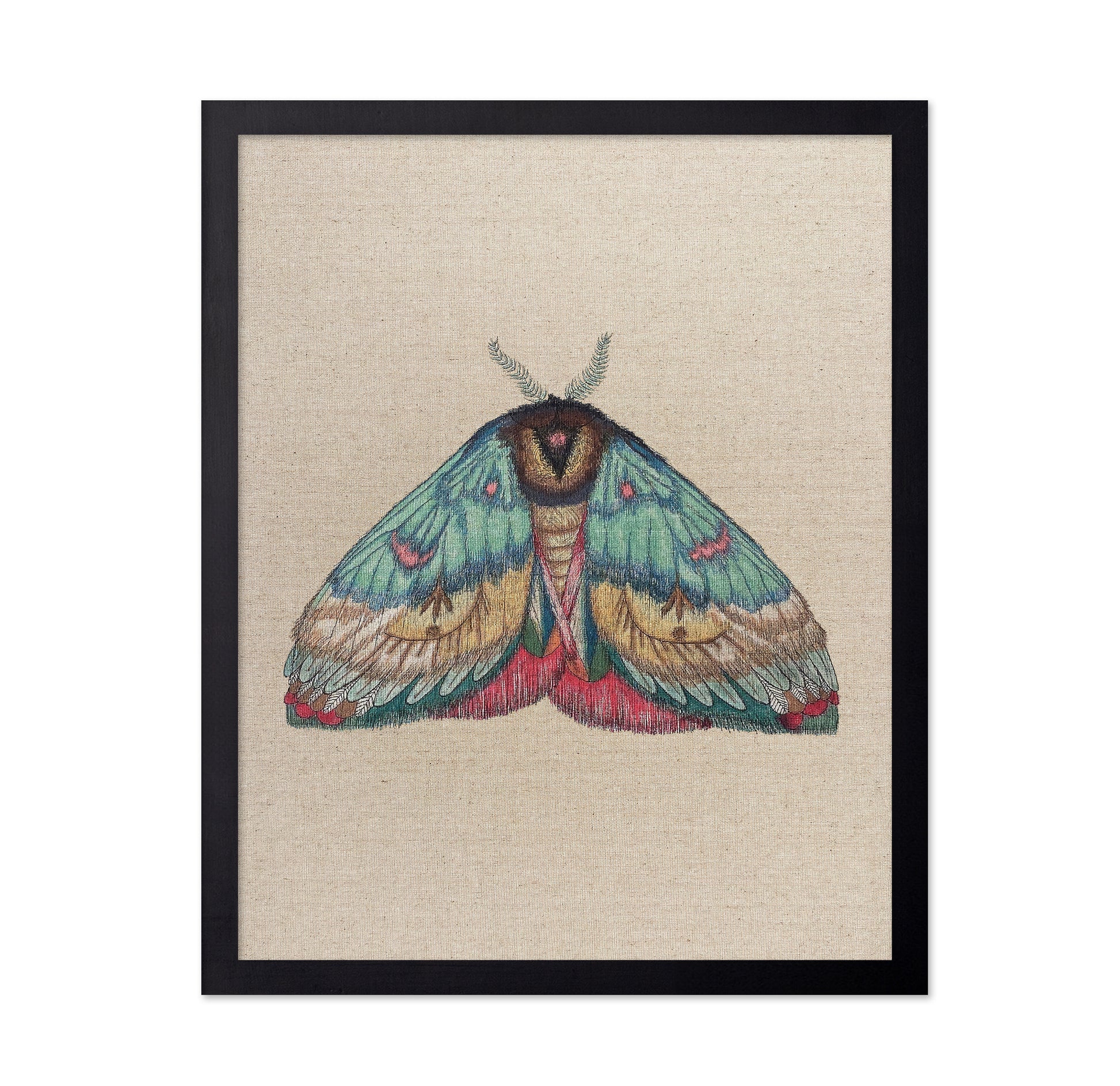 Soft Wing Moth