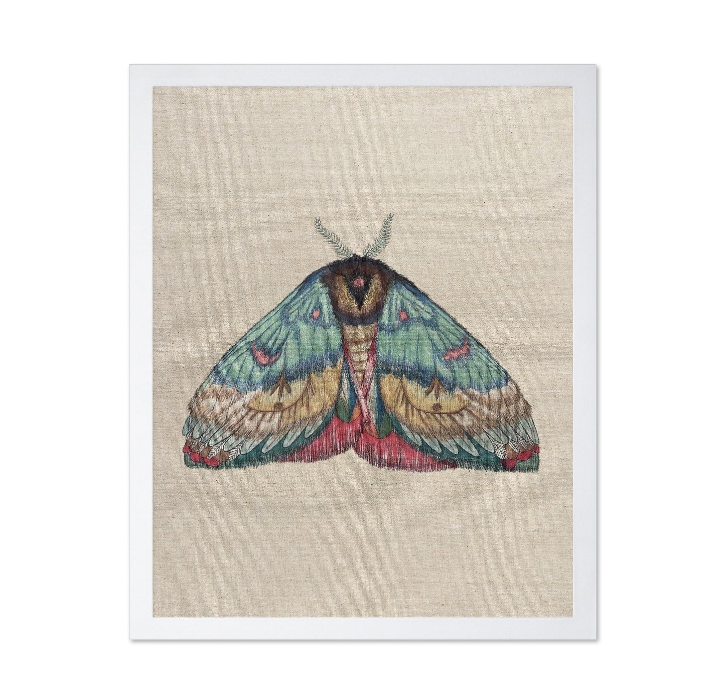 Soft Wing Moth