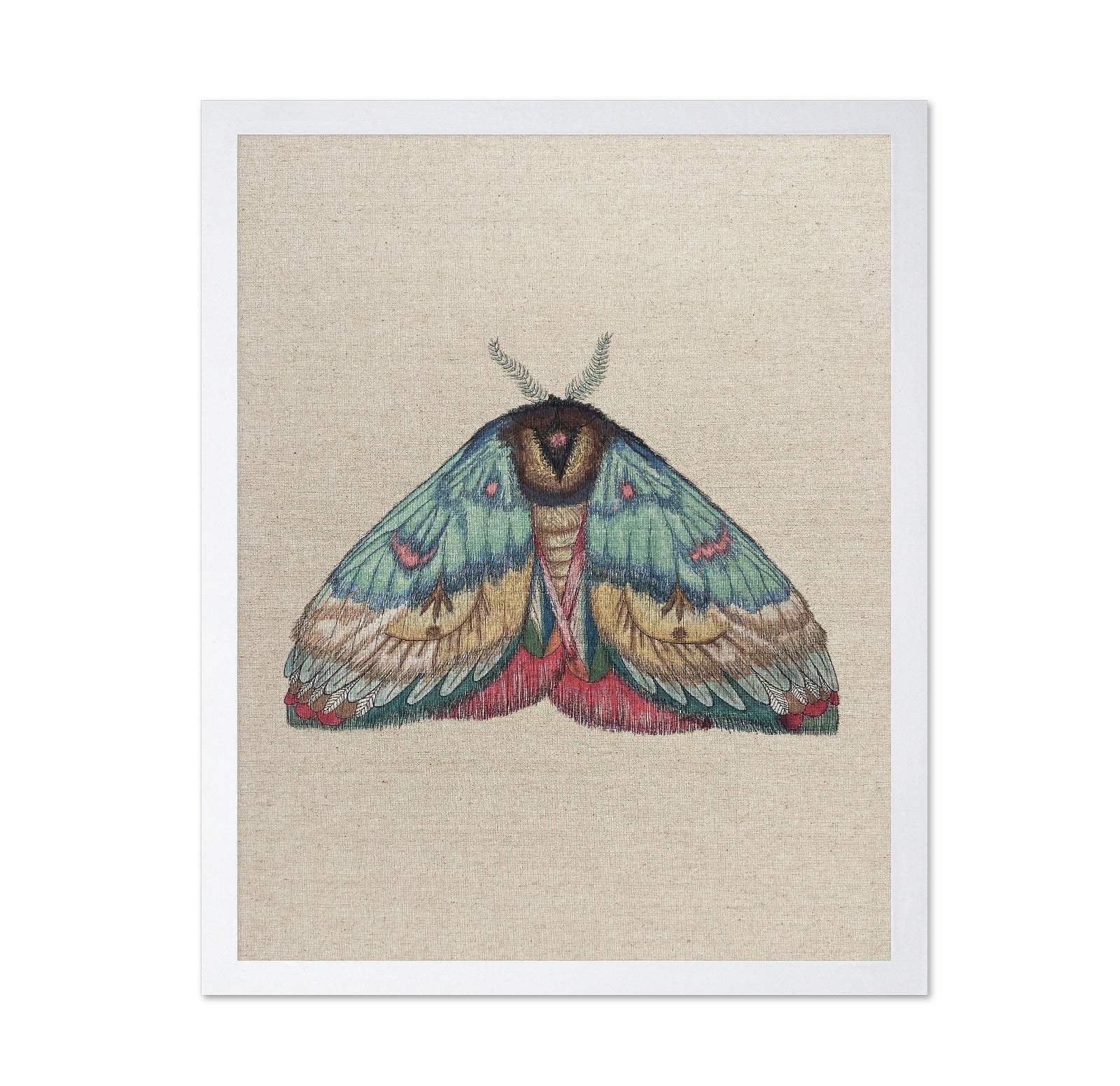 Soft Wing Moth