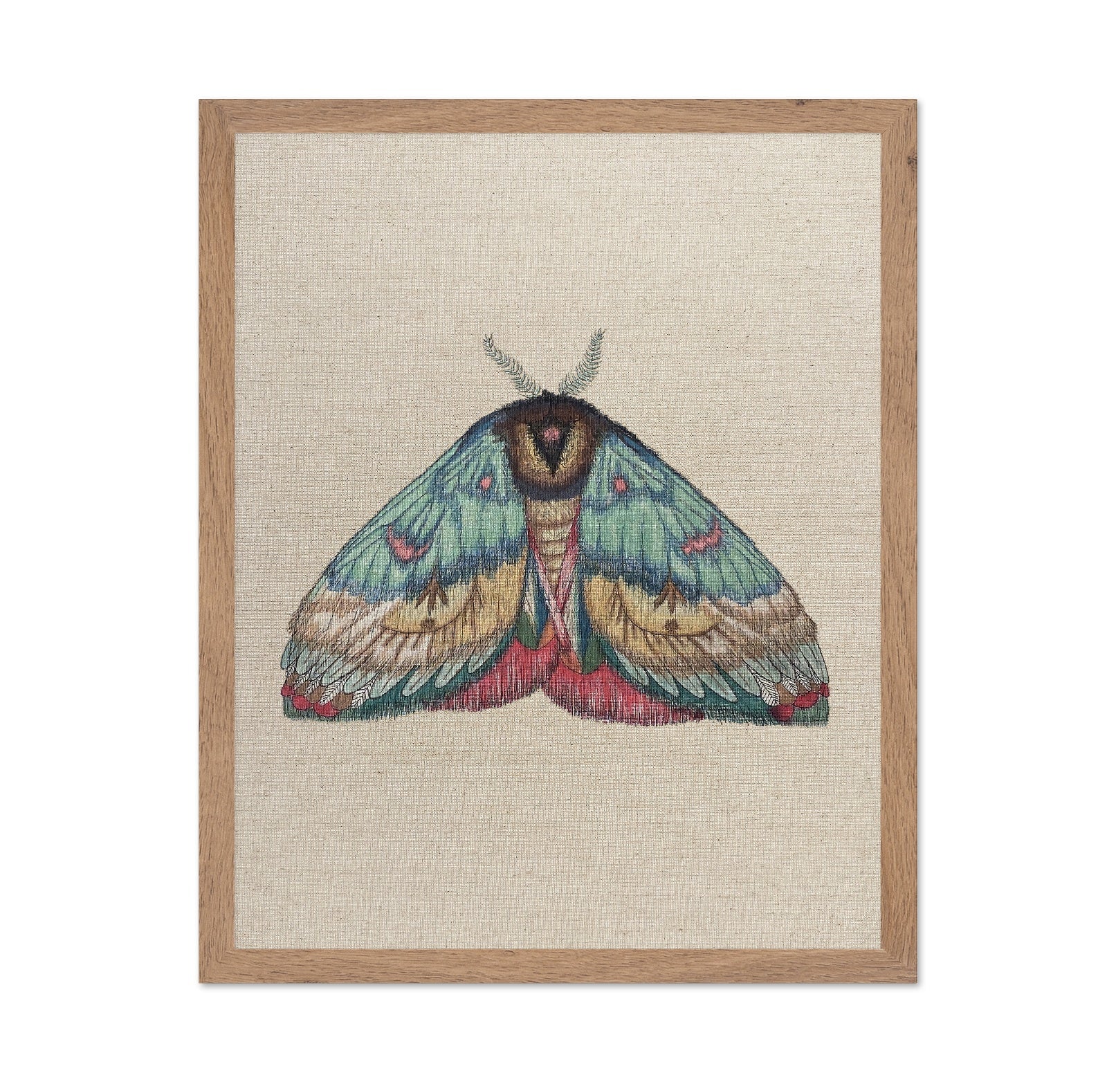 Soft Wing Moth
