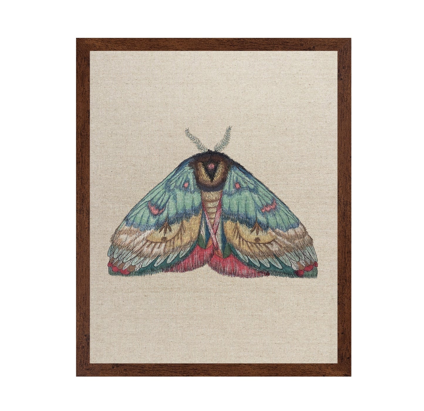 Soft Wing Moth
