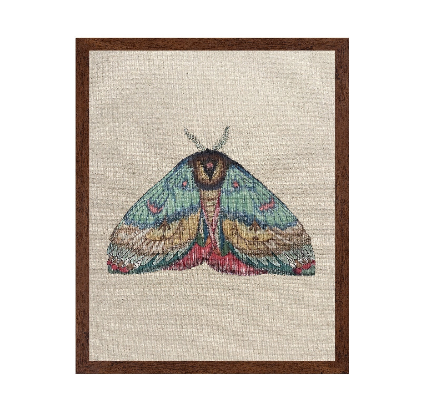 Soft Wing Moth
