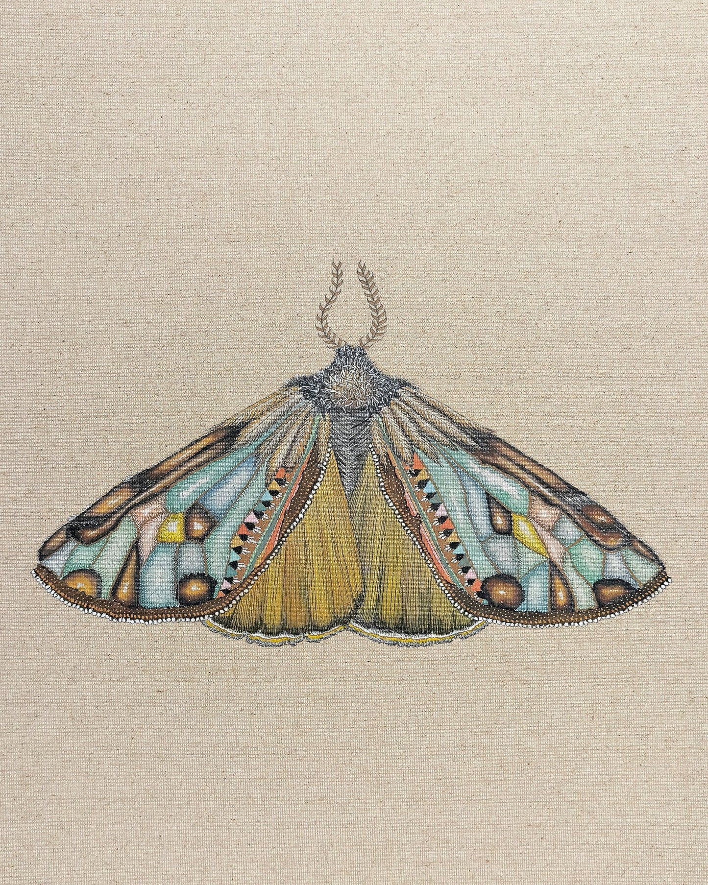 Amber Wing Moth