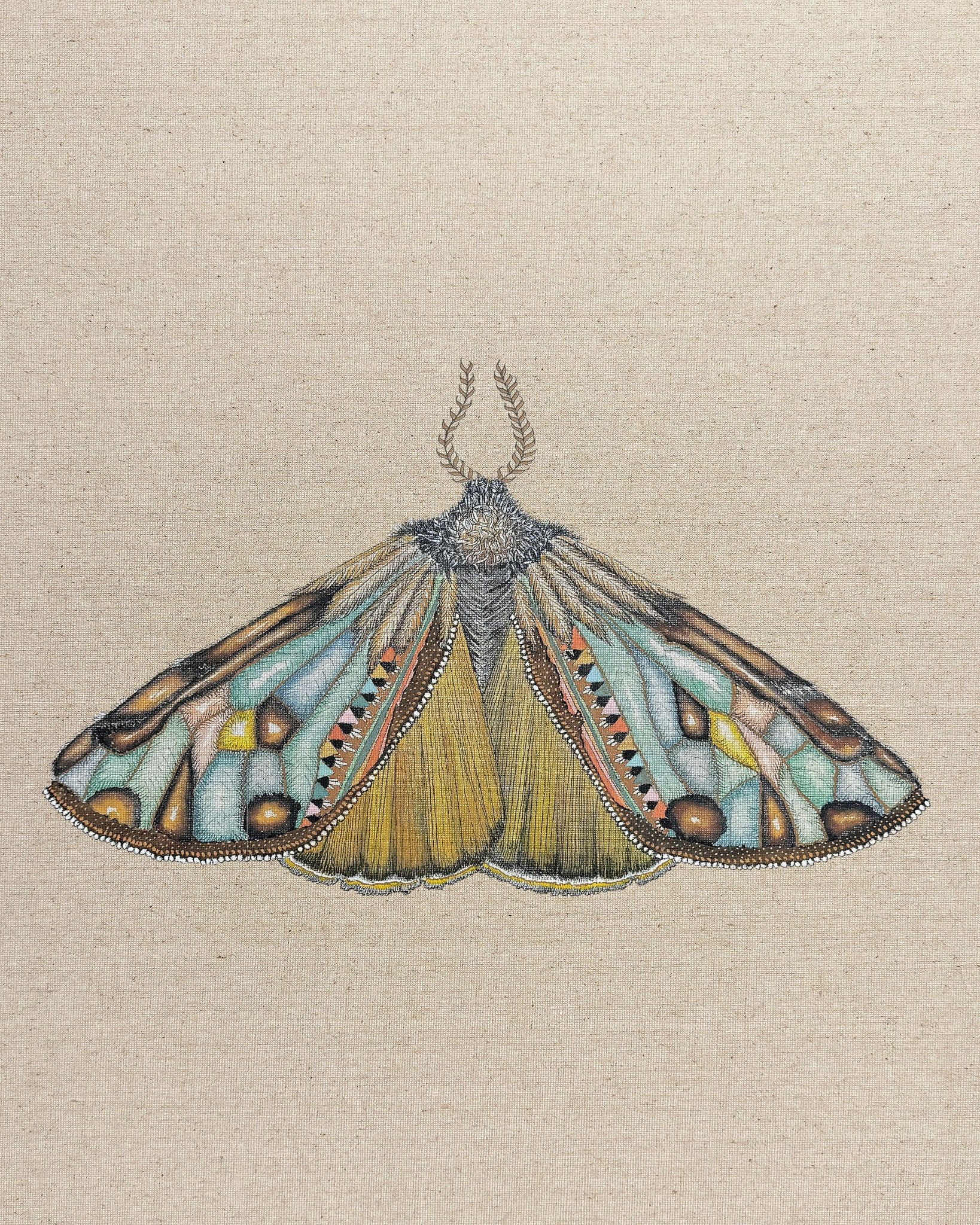 Amber Wing Moth