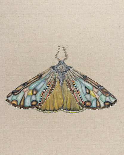 Amber Wing Moth