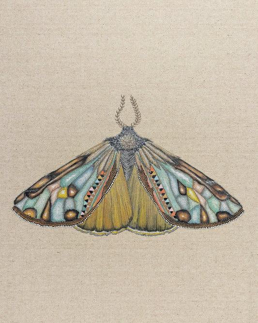 Amber Wing Moth