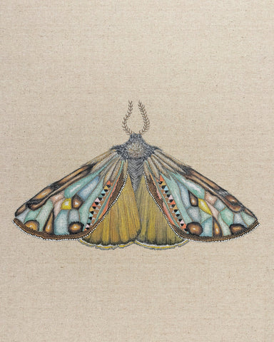 Amber Wing Moth