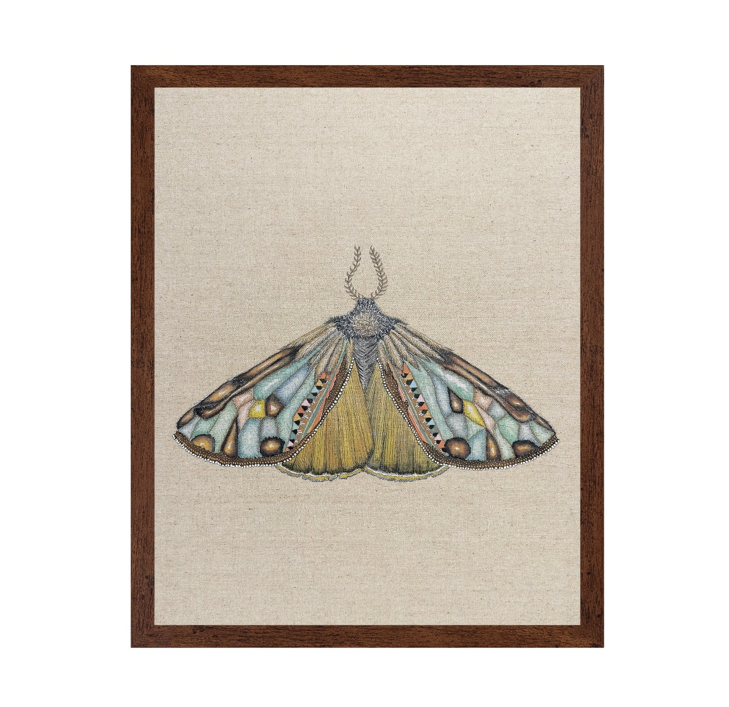 Amber Wing Moth