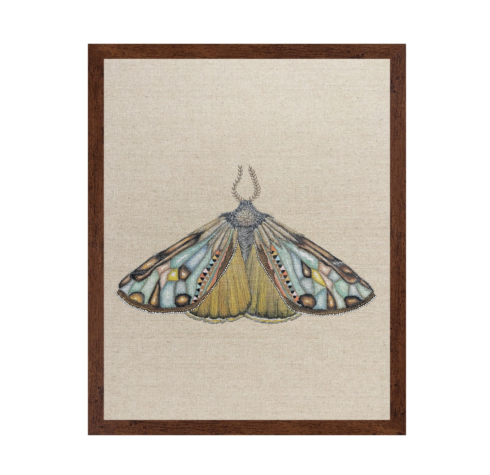Amber Wing Moth