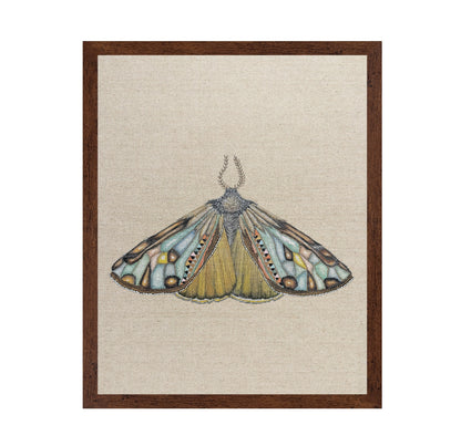 Amber Wing Moth