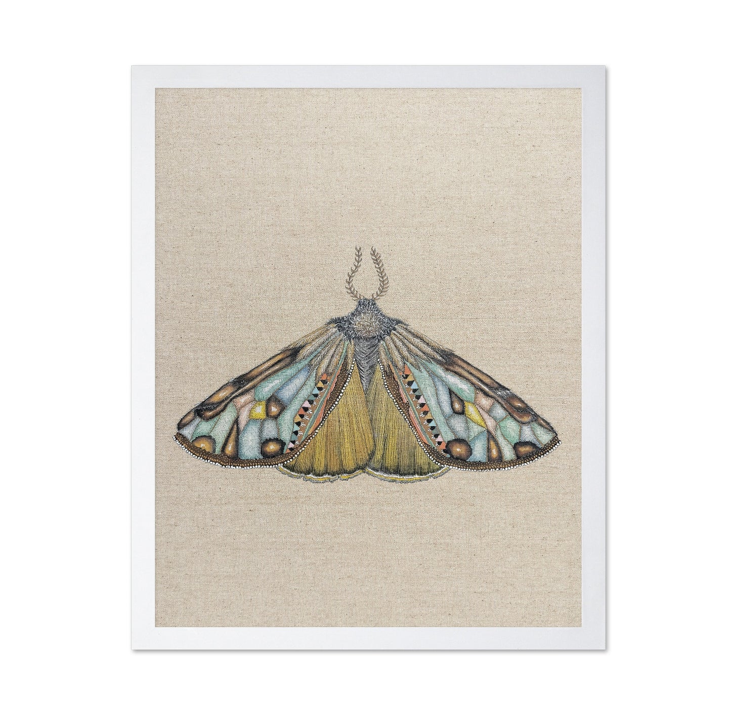Amber Wing Moth