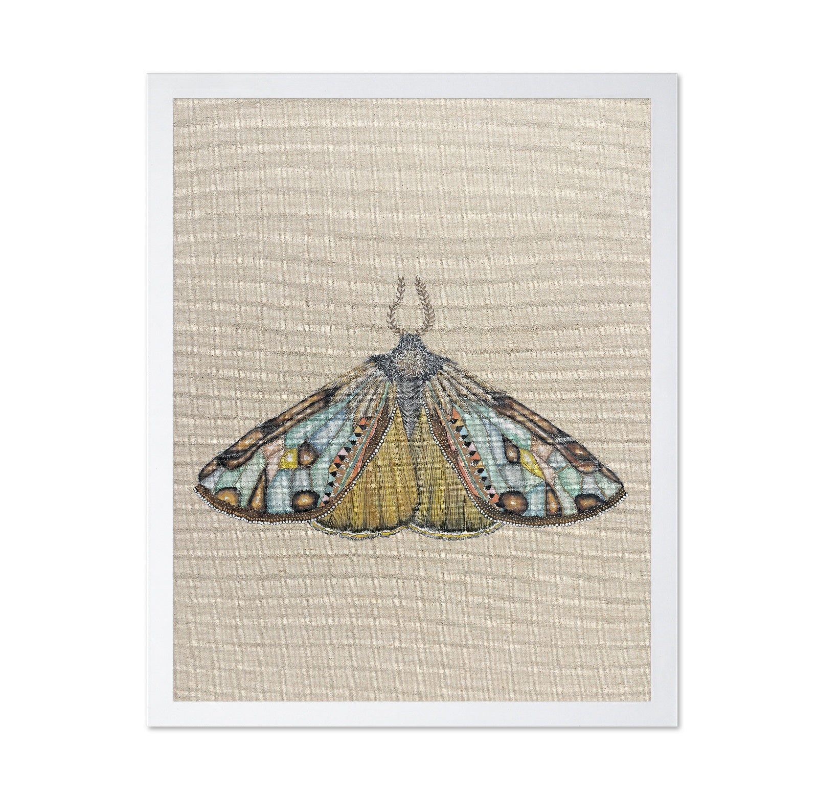 Amber Wing Moth