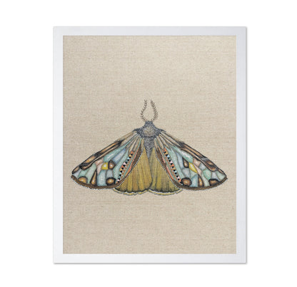 Amber Wing Moth