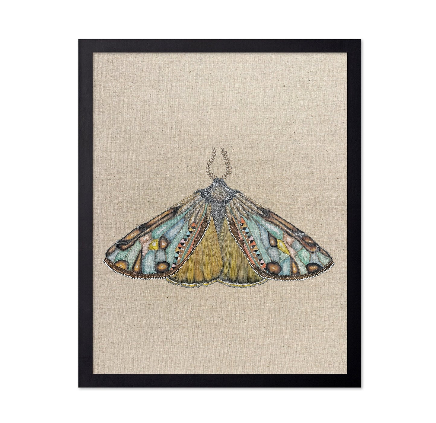 Amber Wing Moth