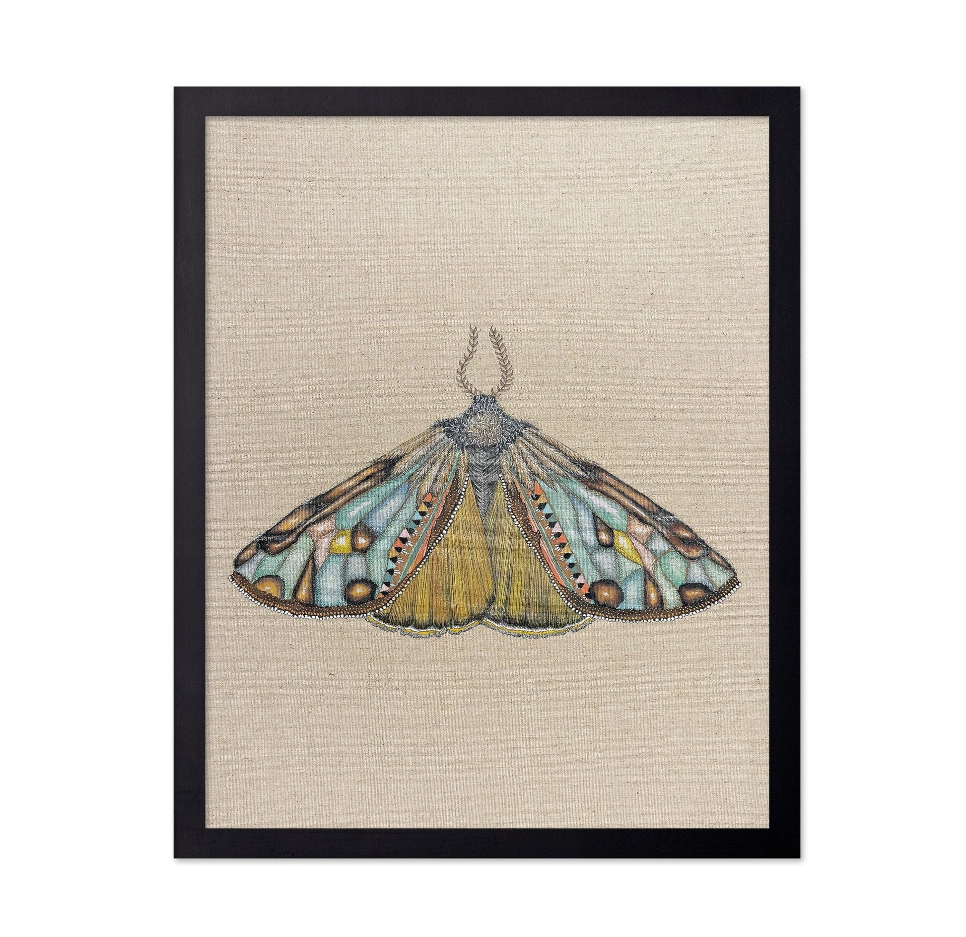 Amber Wing Moth