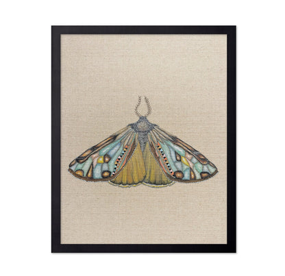 Amber Wing Moth