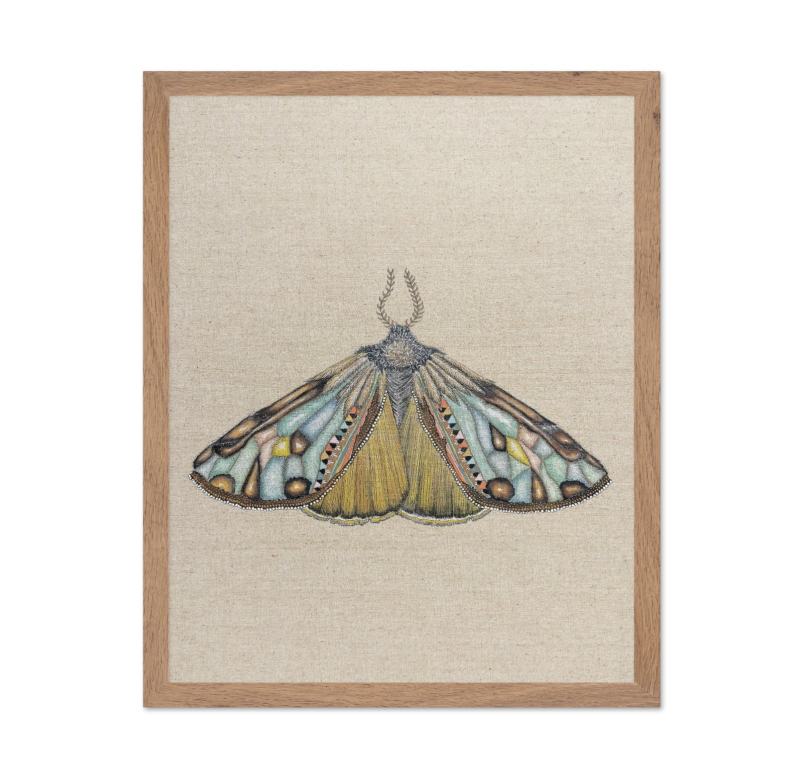 Amber Wing Moth