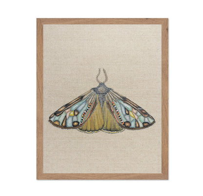 Amber Wing Moth