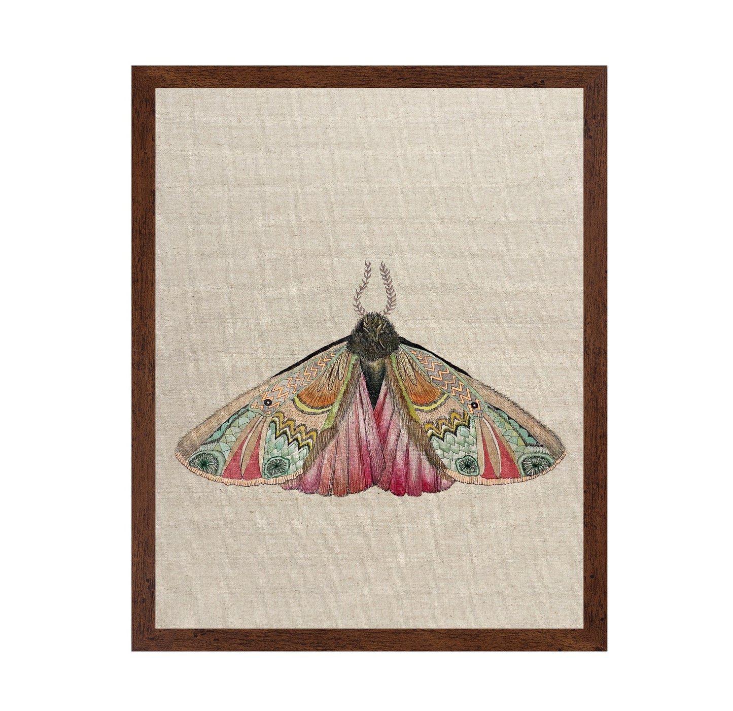 Zigzag Wing Moth