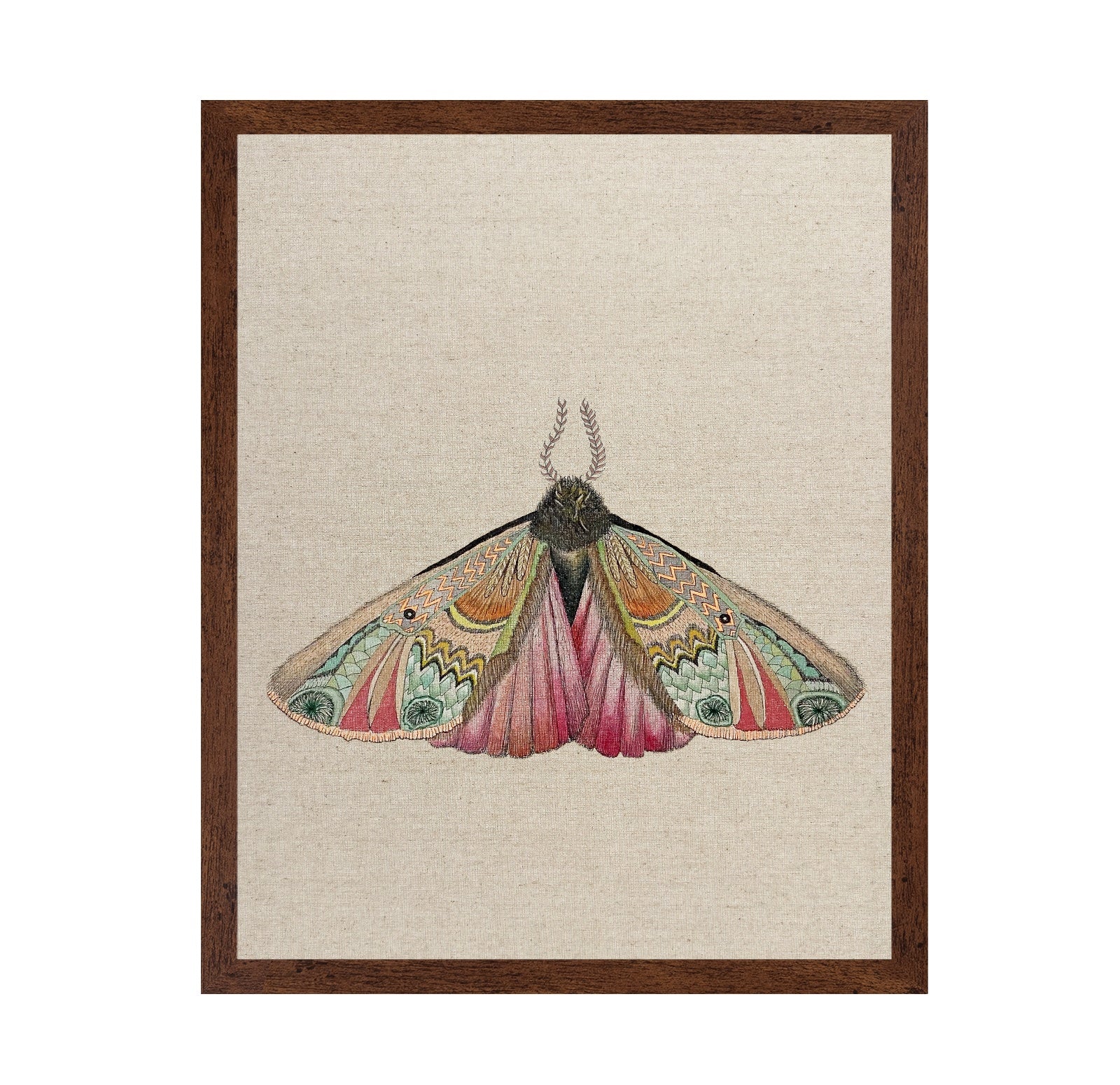 Zigzag Wing Moth