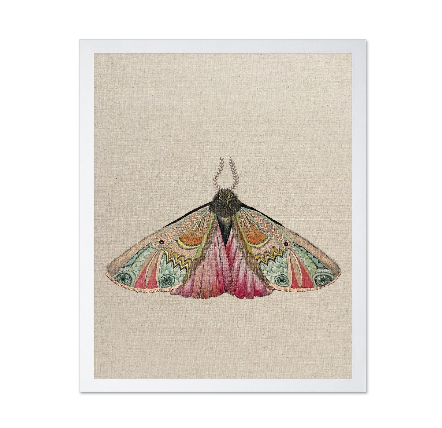 Zigzag Wing Moth