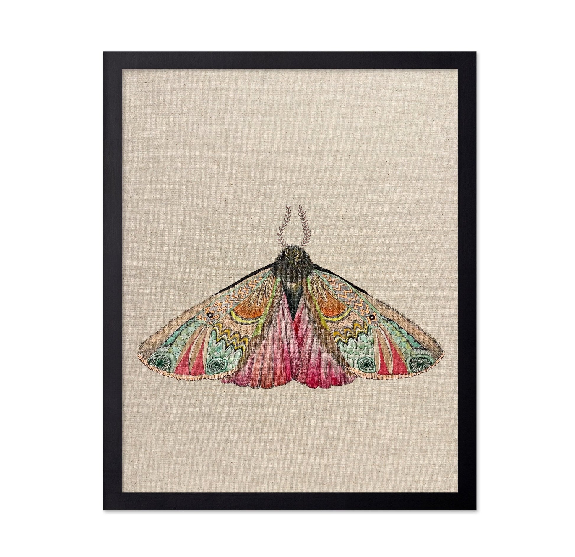 Zigzag Wing Moth
