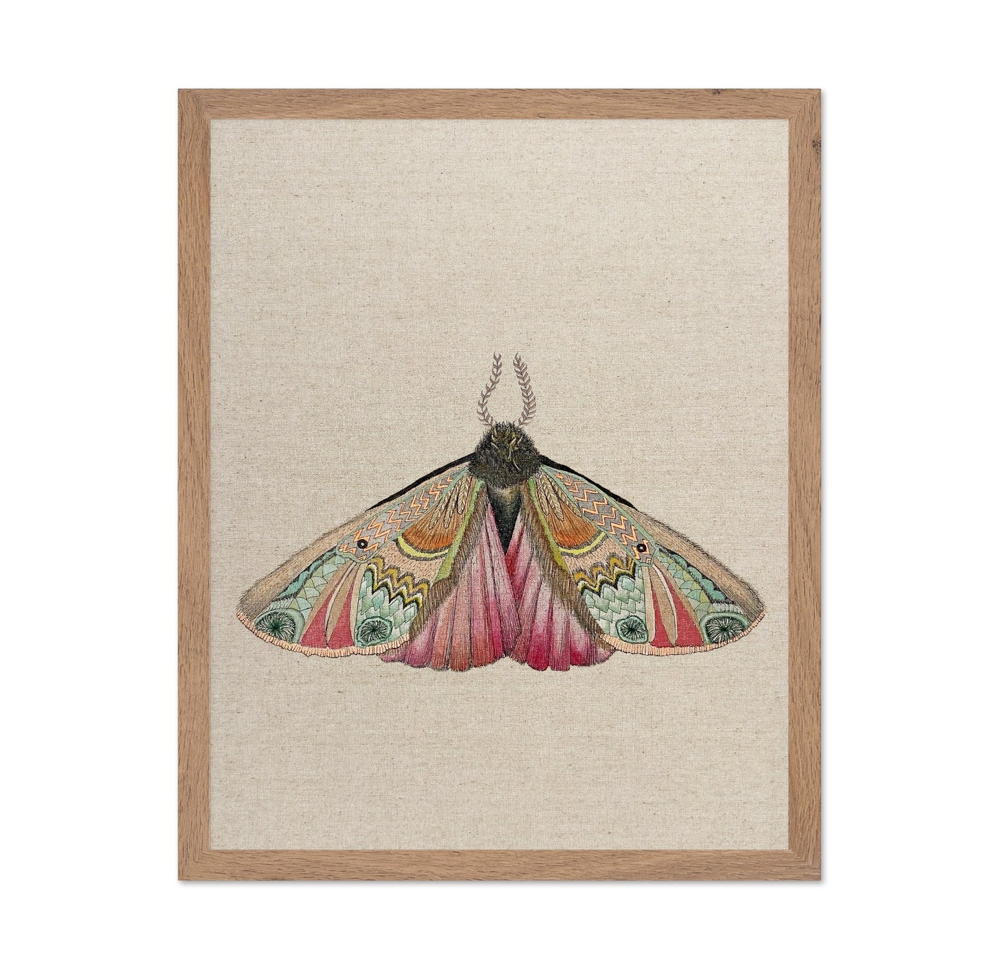 Zigzag Wing Moth
