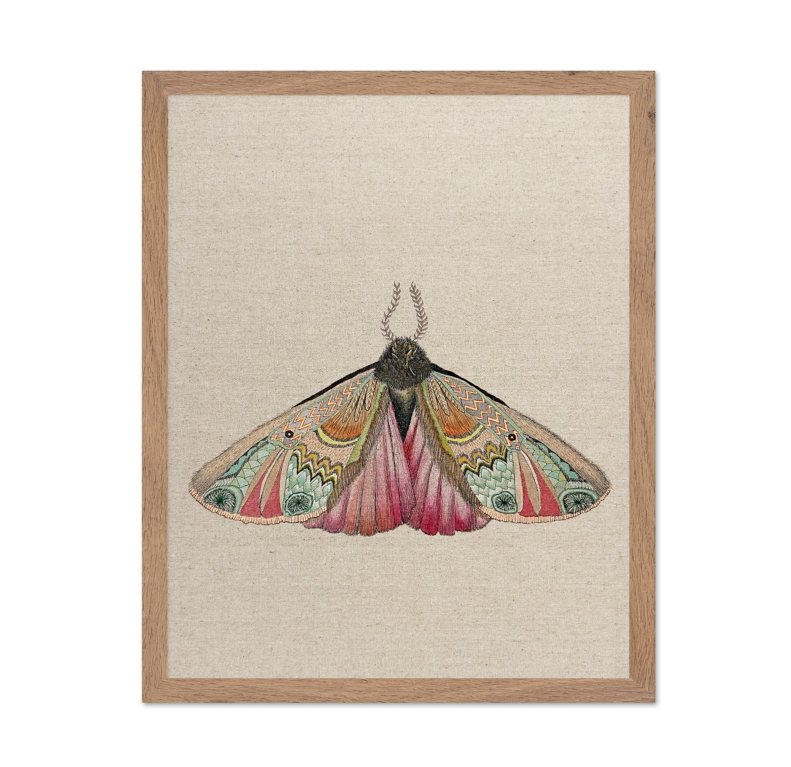 Zigzag Wing Moth