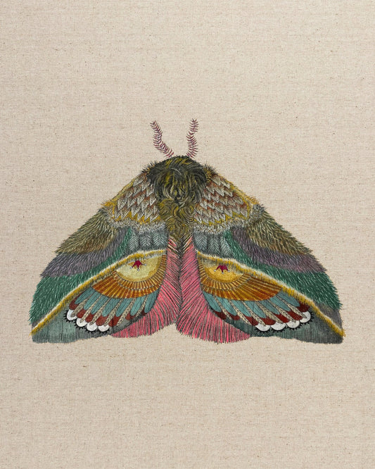 Golden Fan Moth