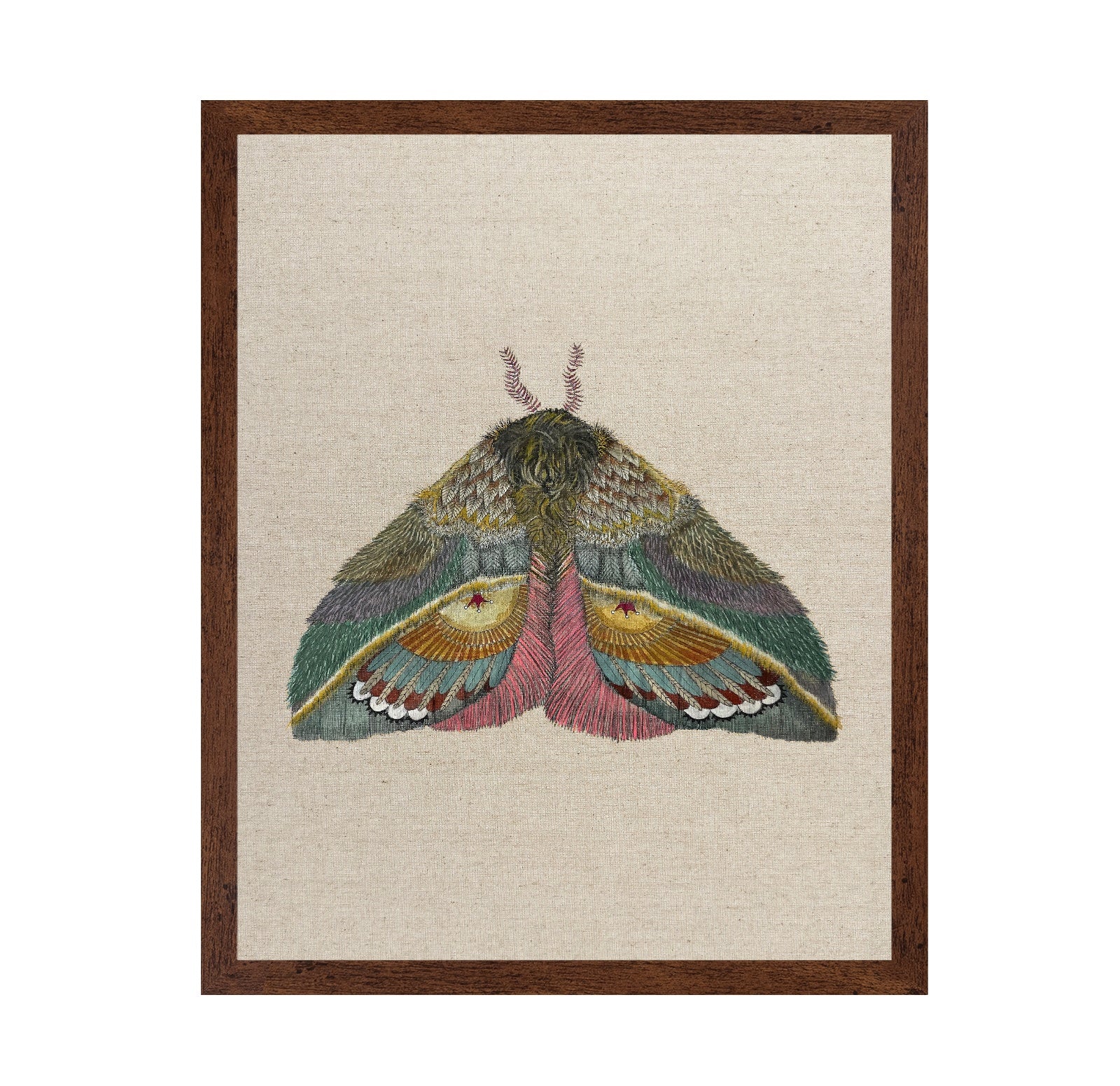 Golden Fan Moth
