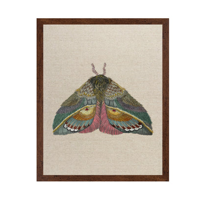 Golden Fan Moth