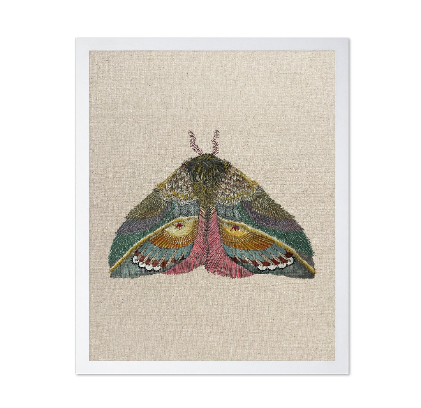 Golden Fan Moth
