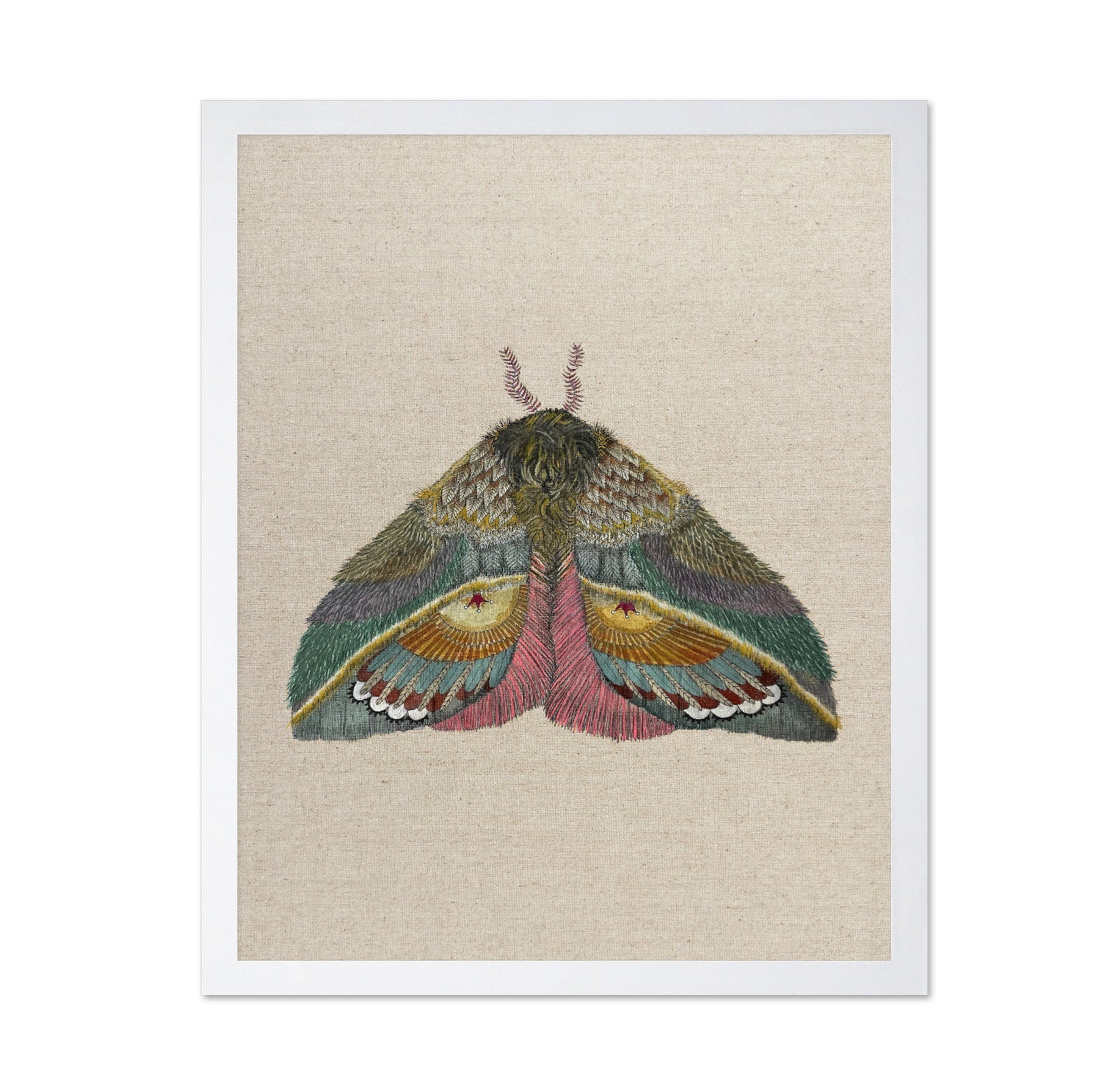 Golden Fan Moth