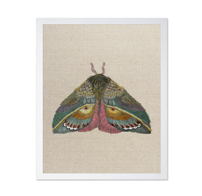 Golden Fan Moth