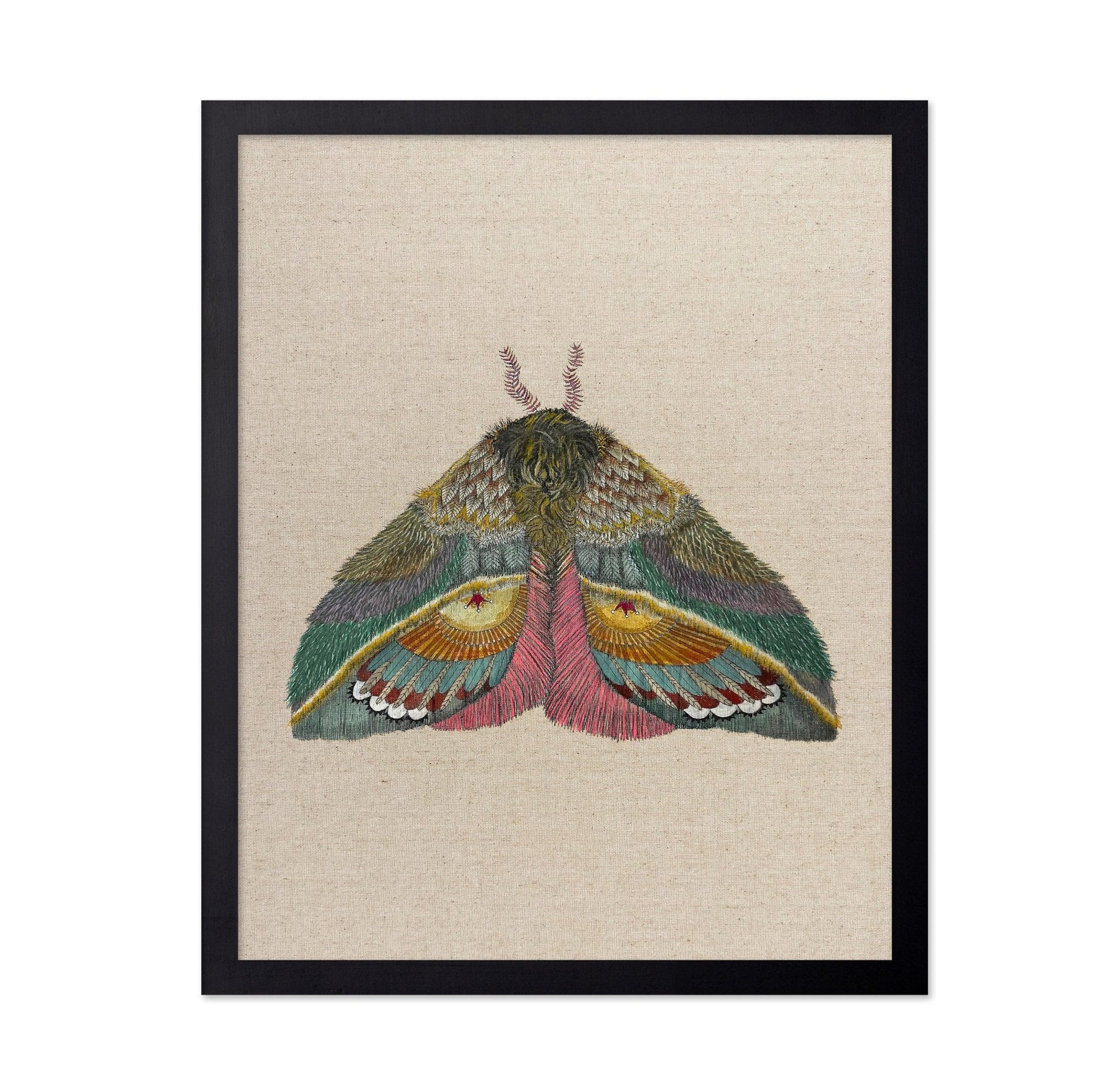 Golden Fan Moth
