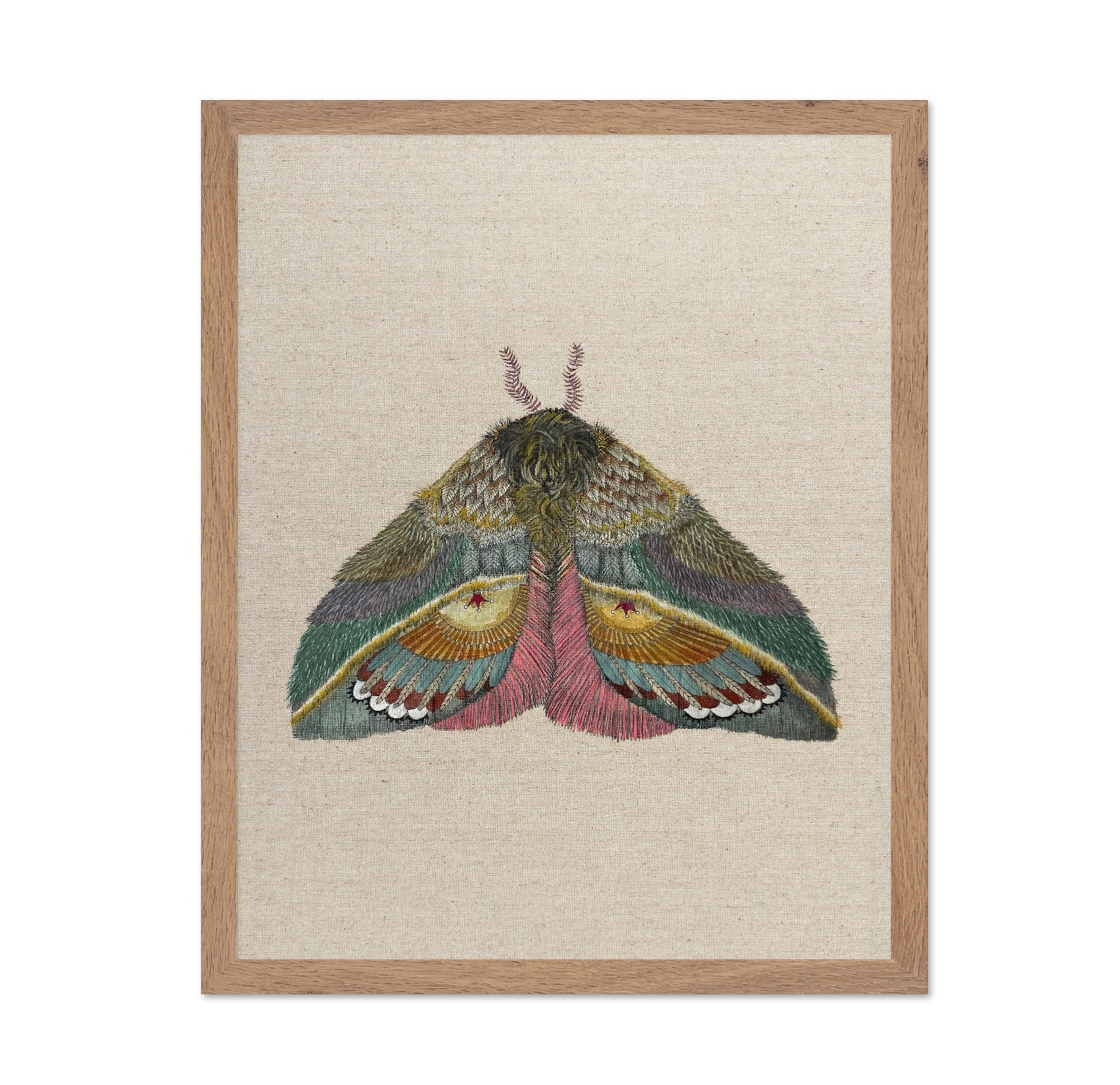 Golden Fan Moth