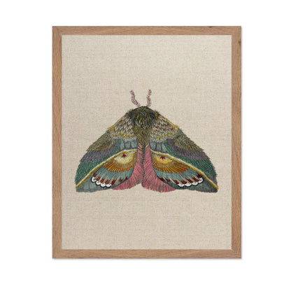 Golden Fan Moth