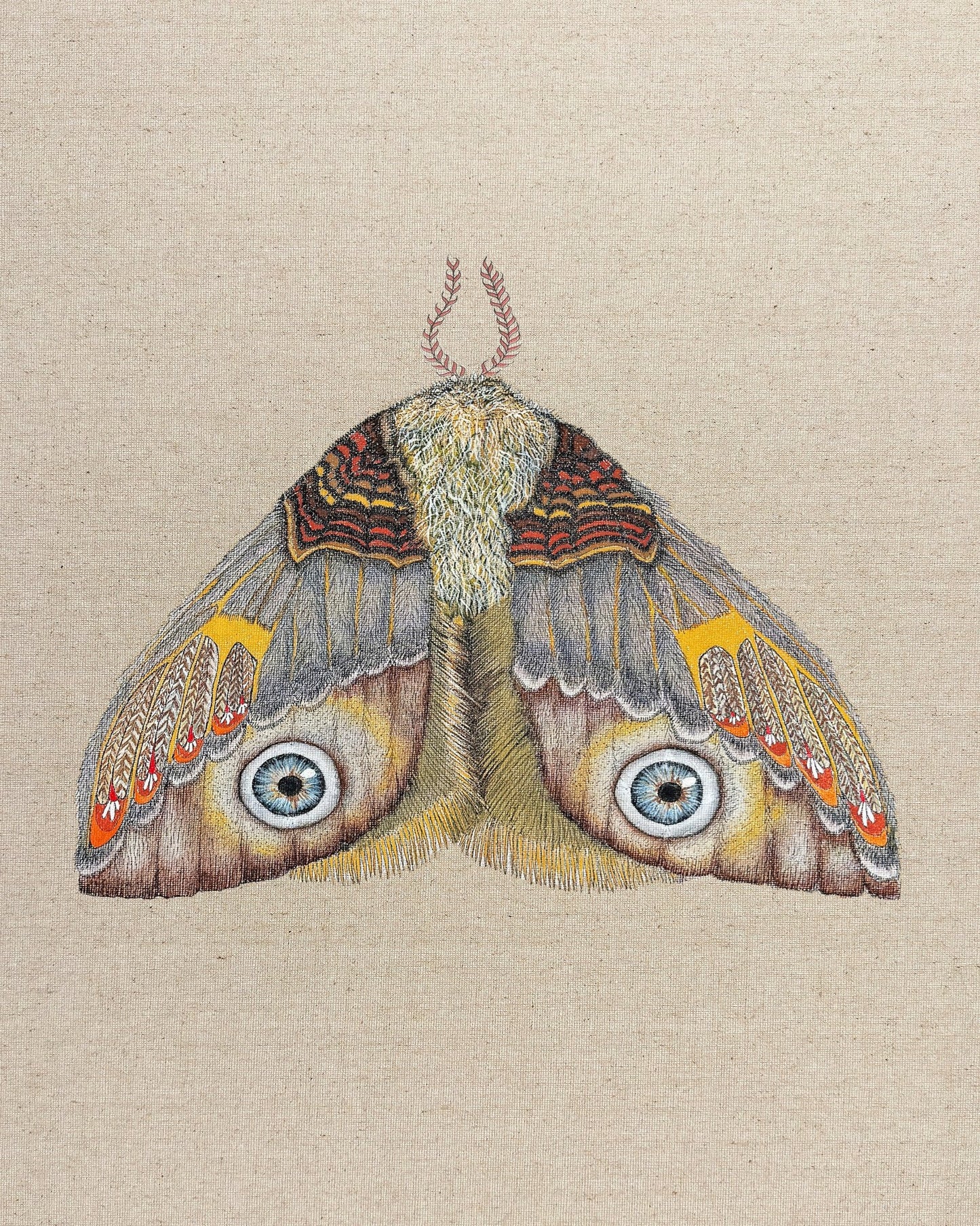 Blue Eye Moth