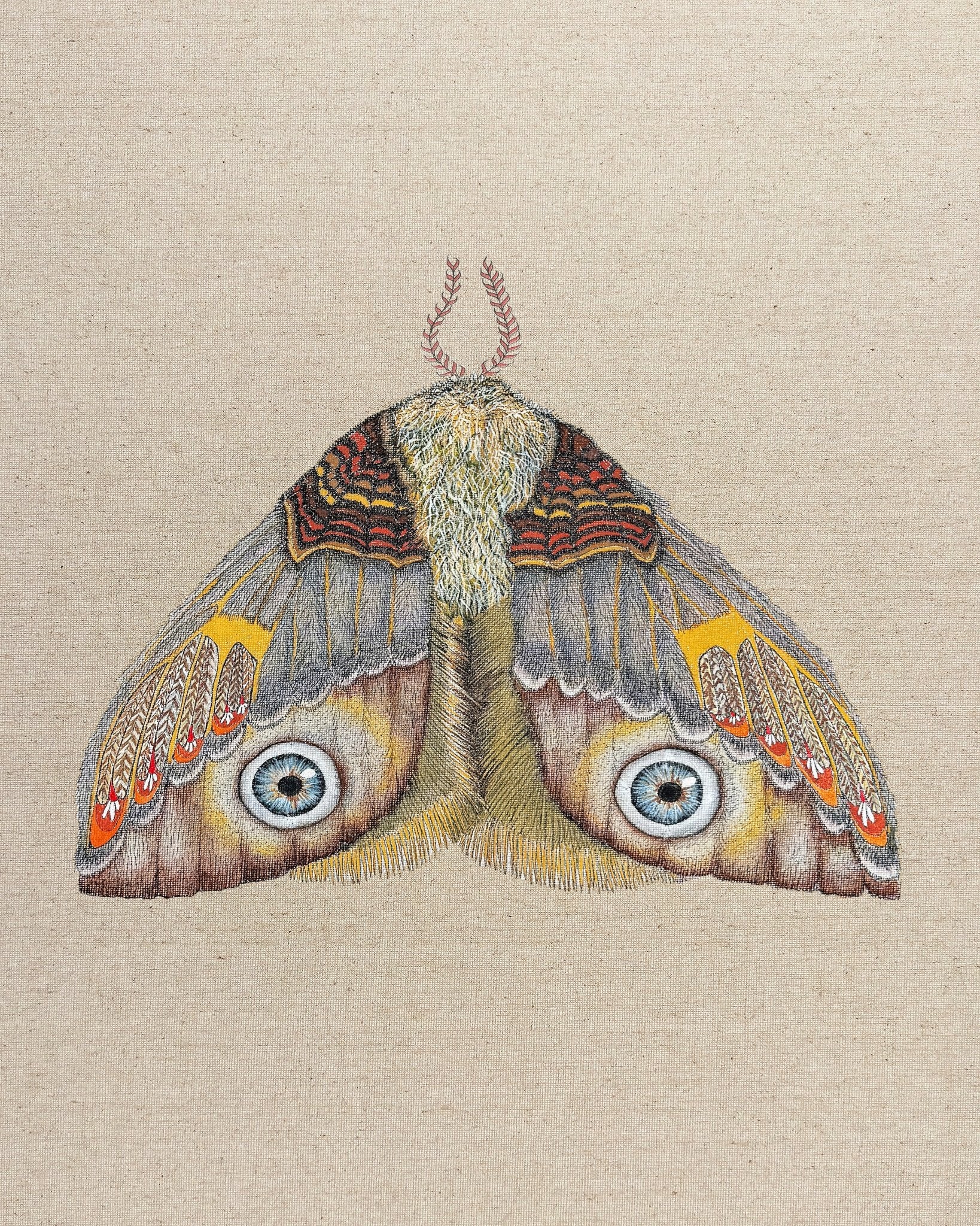 Blue Eye Moth