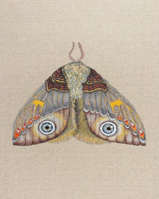 Blue Eye Moth