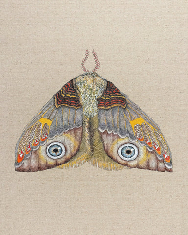 Blue Eye Moth