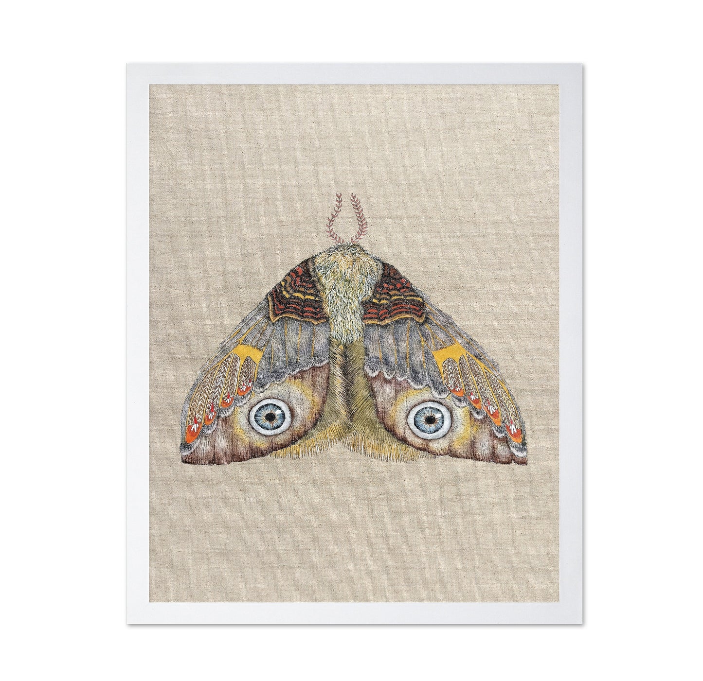 Blue Eye Moth
